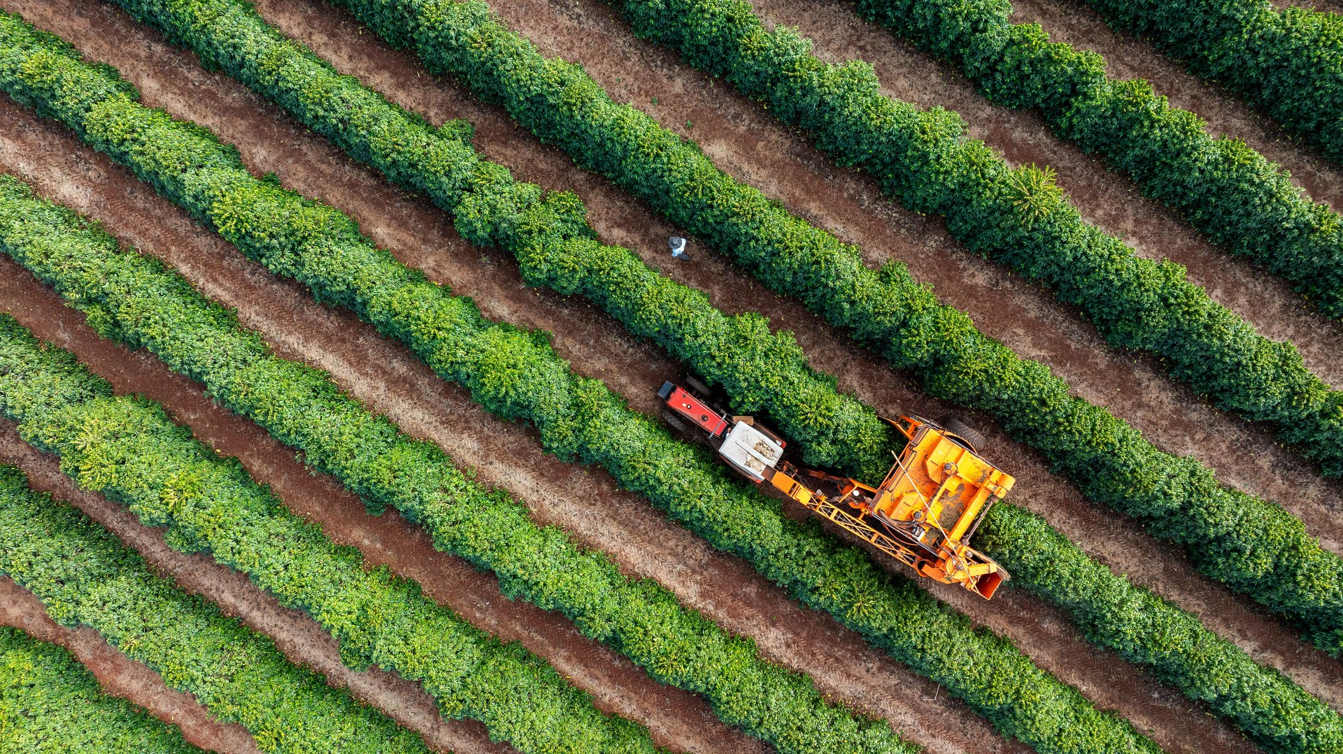 Tractor and harvester in coffee plantation
